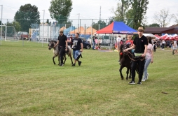 Zdjęcie: DS1 (33).jpg