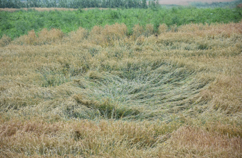 Zdjęcie: straty w rolnictwie (16).png