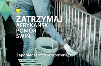 Zdjęcie: asf 2 a.jpg