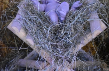 Zdjęcie: Szopka w Sieniawie 2021 (8).jpg