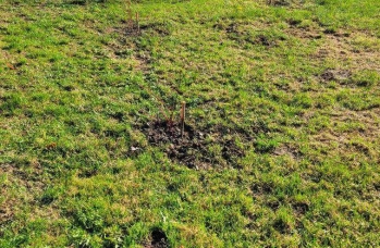 Zdjęcie: IMG_20241121_094515.jpg