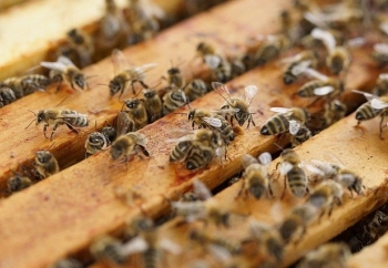 Zdjęcie główne dla: 'Pomoc dla pszczelarzy i rolników - nowelizacja rozporządzenia' 