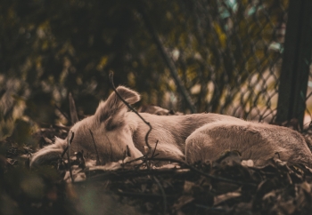 Zdjęcie główne dla: 'Kochaj, nie porzucaj! Zwierzę to nie przedmiot' 