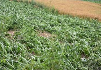 Zdjęcie główne dla: 'W ARiMR rusza nabór wniosków o pomoc dla producentów rolnych, którzy ponieśli szkody w uprawach rolnych' 