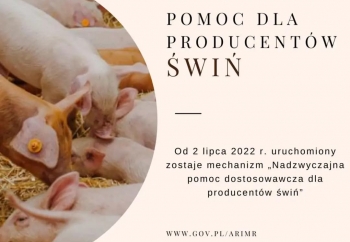 Zdjęcie główne dla: 'Nadzwyczajna pomoc dostosowawcza dla producentów świń' 