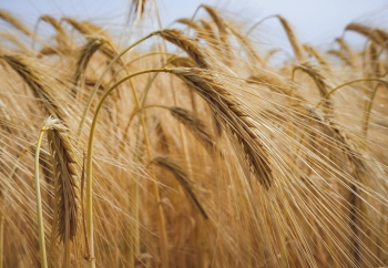 Zdjęcie główne dla: 'Komunikat. ARiMR przyjmuje wnioski o pomoc finansową dla producentów zbóż' 