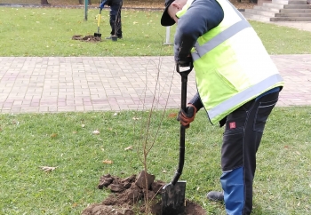 Zdjęcie główne dla: 'Akcja sadzenia drzew i krzewów miododajnych w naszej gminie' 