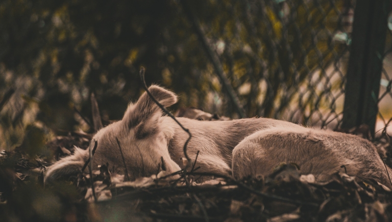 Zdjęcie główne newsa: Kochaj, nie porzucaj! Zwierzę to nie przedmiot