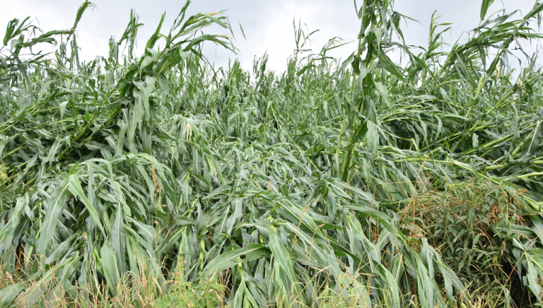 Zdjęcie główne newsa: Wnioski dla rolników o oszacowanie strat w gospodarstwie. Informacja ARiMR o tzw. kredytach klęskowych