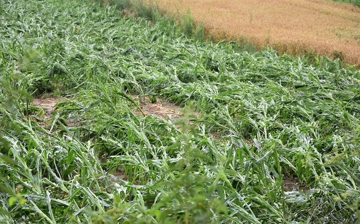 Zdjęcie główne newsa: W ARiMR rusza nabór wniosków o pomoc dla producentów rolnych, którzy ponieśli szkody w uprawach rolnych