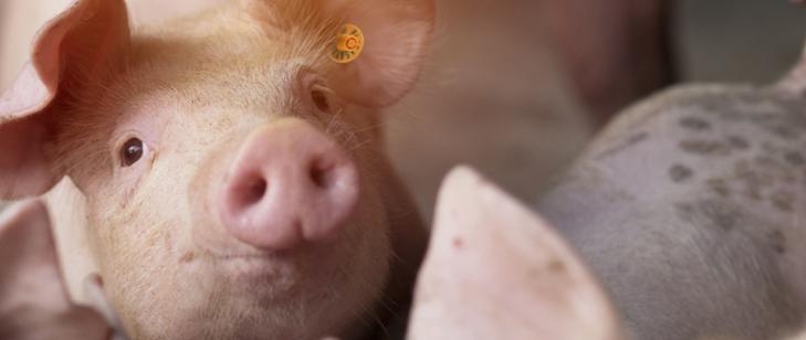 Zdjęcie główne newsa: Producenci trzody chlewnej, którzy ponieśli straty z powodu wojny na Ukrainie, mogą ubiegać się o wsparcie