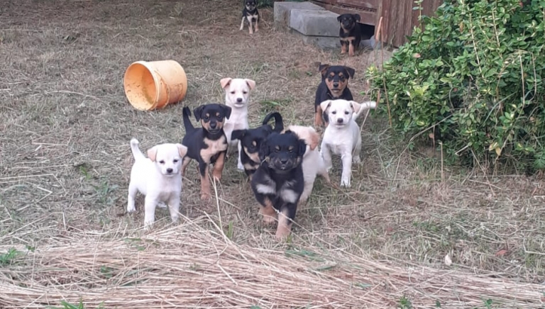 Zdjęcie główne newsa: Uwaga! Pieski do adopcji - suczka i 10 szczeniąt