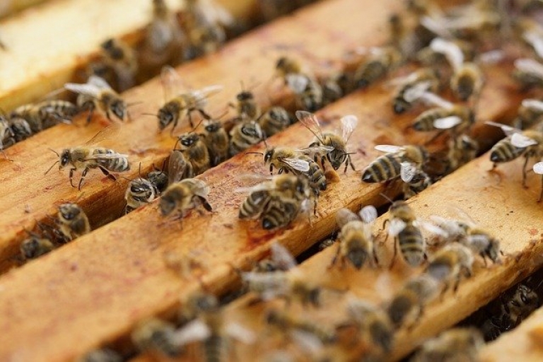 Zdjęcie główne dokumentu powiązanego: Pomoc dla pszczelarzy i rolników - nowelizacja rozporządzenia